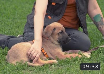 Desensibilizarea cainelui la atingere