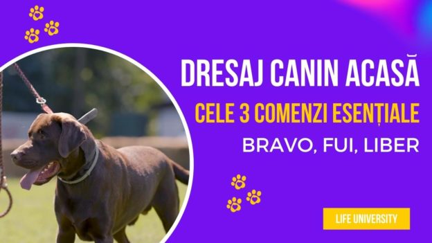 Dresaj canin acasa