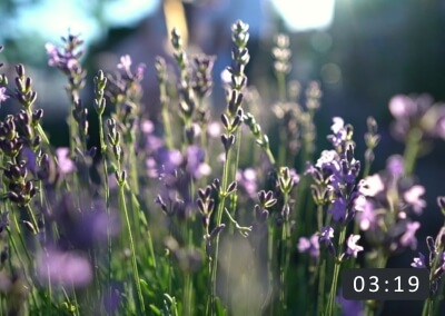 Lavanda