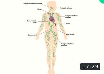 Noțiuni introductive Drenaj LImfatic